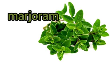 marjoram pronunciation